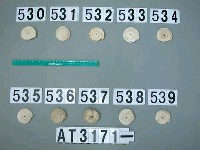 藏品(芋螺貝)的圖片